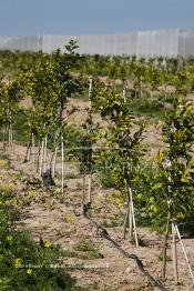 Image du Maroc Professionnelle de  Des fermes de grandes dimensions avec des terres agricoles qui ont profité de l’épierrage, d'un tri et enfin du broyage des roches cela a permis de créer des champs de grandes dimensions que l’on a divisés en zones séparées par des filets dans le but de les protéger contre l'action du vent. Avant de procédé à la plantation des orangers on avait équipé le sol d’un système moderne d'arrosage qui laisse passer l’eau petit à petit, dit "goutte à goutte" dans une nouvelle ferme moderne à Chichaoua, Mardi 27 Février 2007. (Photo / Abdeljalil Bounhar)